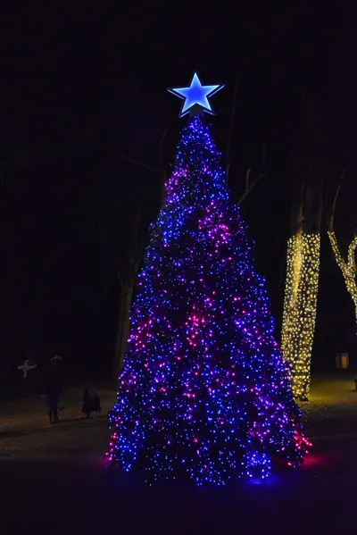 DSC_7090 (Large).JPG